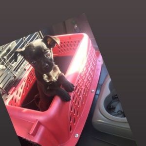 Meet your Posher, Bella